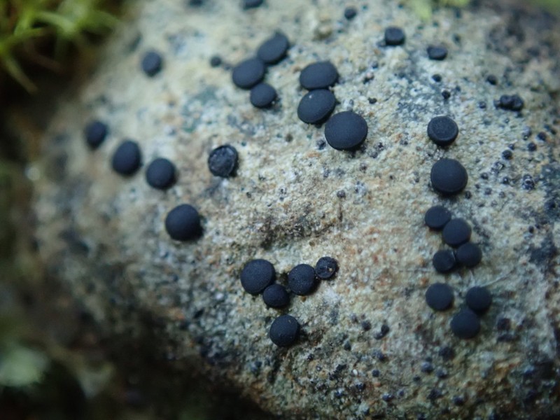 Thomson's Porpidia Lichen