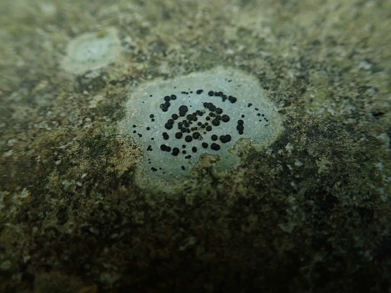 Thomson's Porpidia Lichen photo 2
