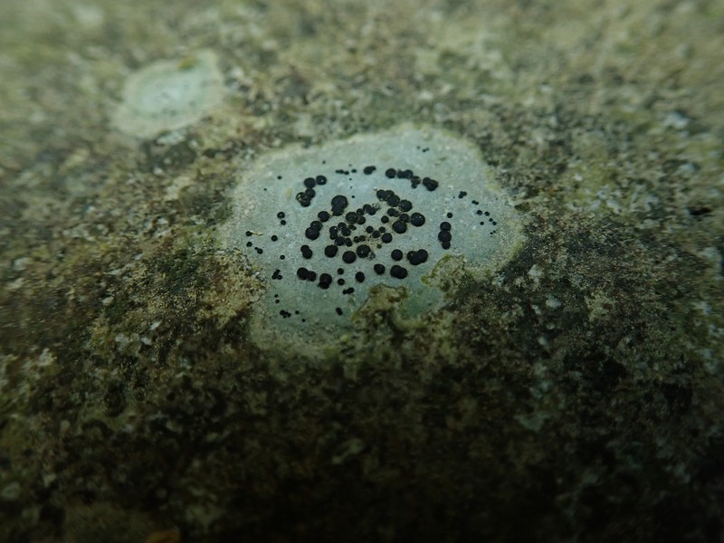 Thomson's Porpidia Lichen photo 3