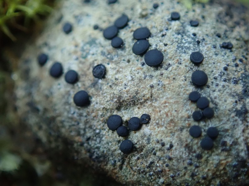 Thomson's Porpidia Lichen photo 4