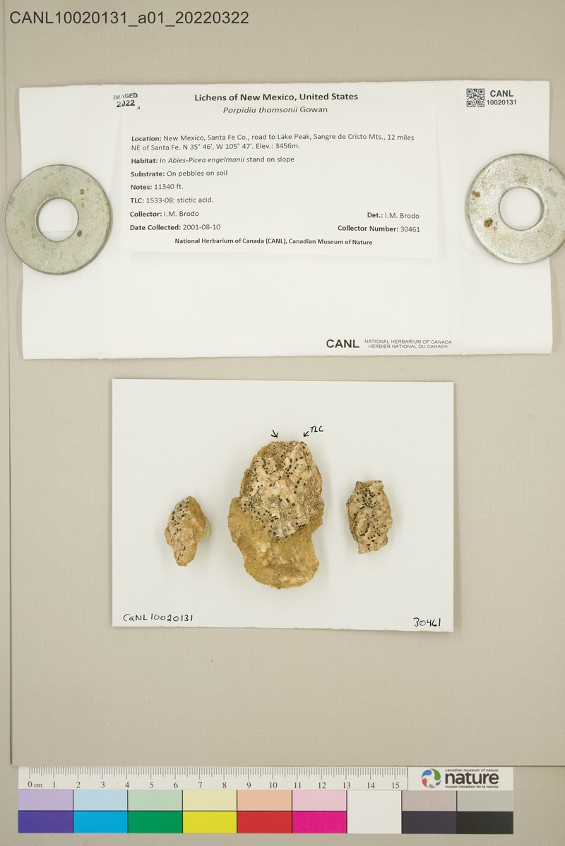 Thomson's Porpidia Lichen photo 6