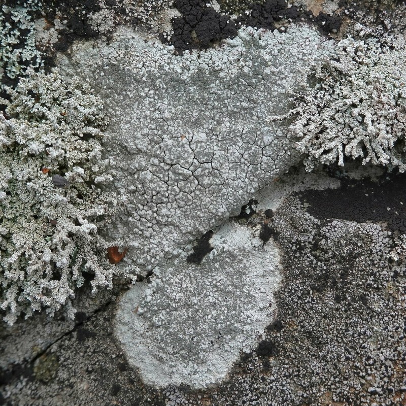 Porpidia Lichen