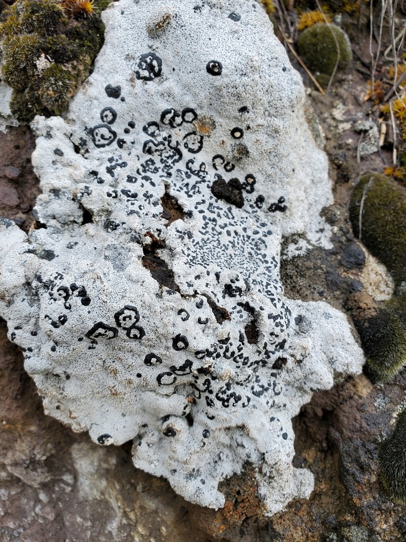 Porpidia Lichen photo 2