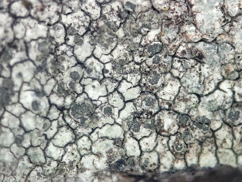 Porpidia Lichen photo 3