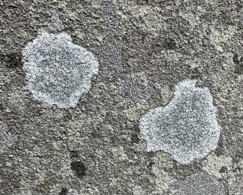 Porpidia Lichen photo 4