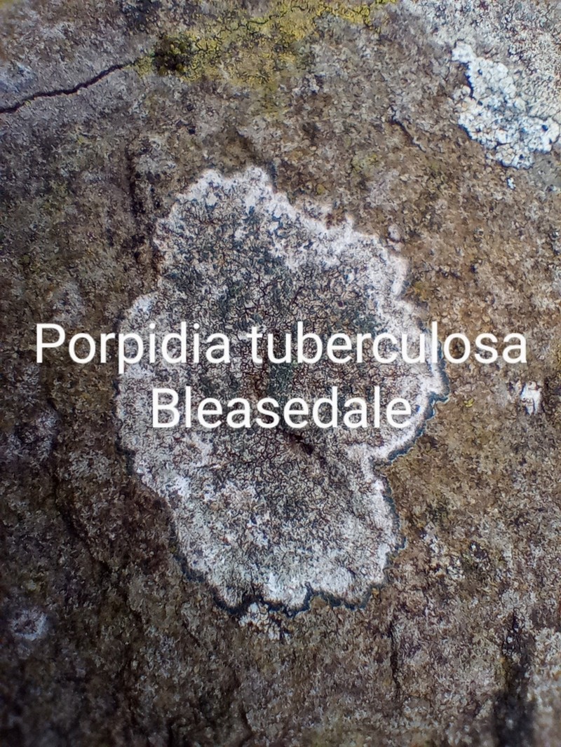 Porpidia Lichen photo 5
