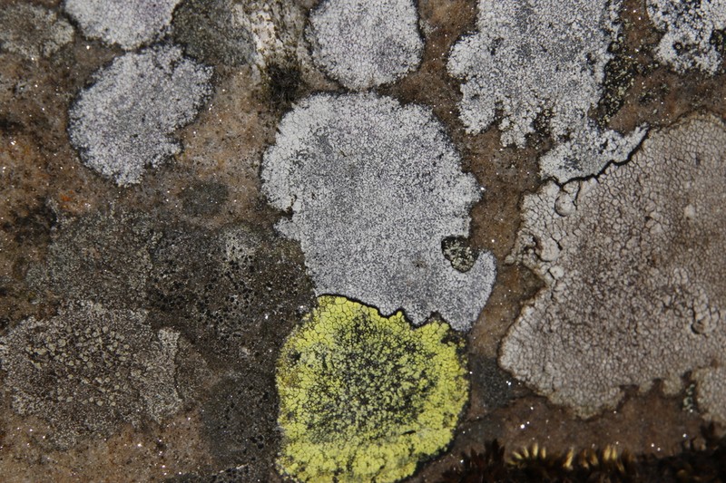 Porpidia Lichen photo 6