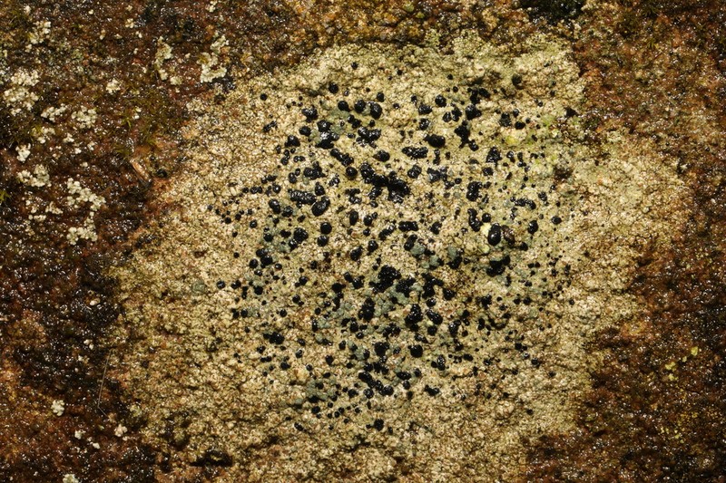 Porpidia Lichen photo 7
