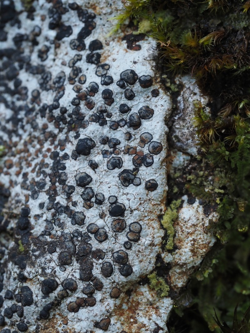 Porpidia Lichen photo 8
