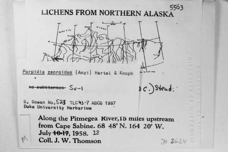 Porpidia Lichen photo 7