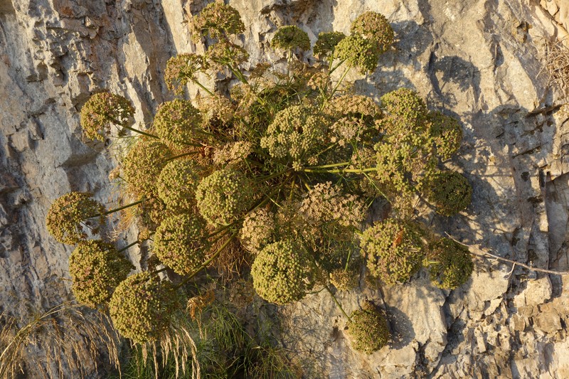 Portenschlagiella ramosissima
