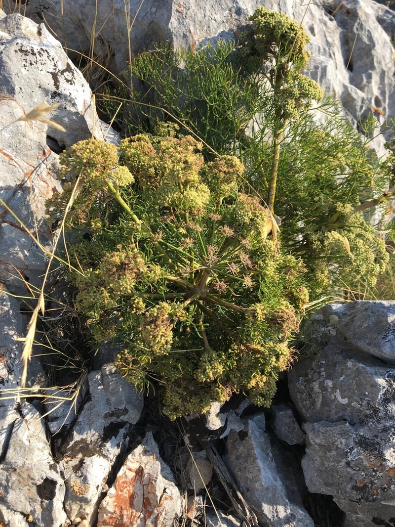 Portenschlagiella ramosissima photo 2