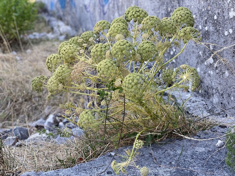 Portenschlagiella ramosissima photo 3