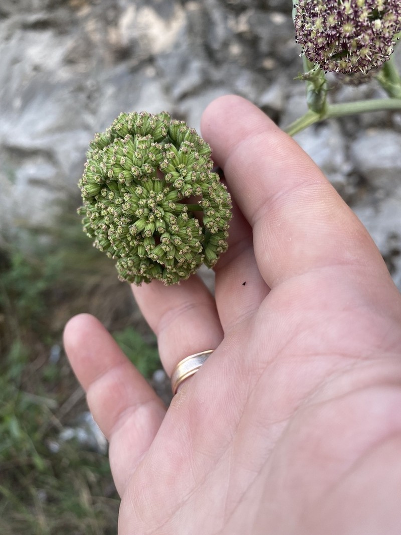 Portenschlagiella ramosissima photo 4