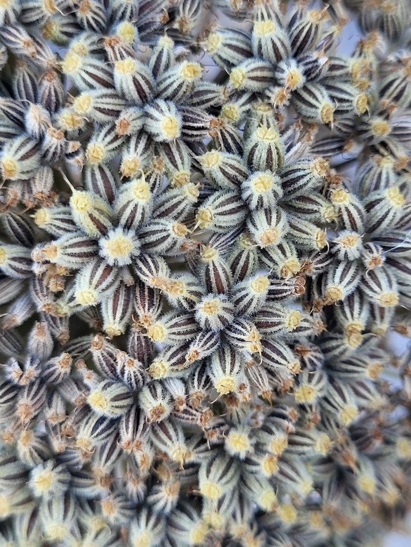 Portenschlagiella ramosissima photo 5