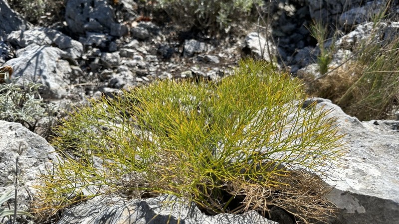 Portenschlagiella ramosissima photo 7
