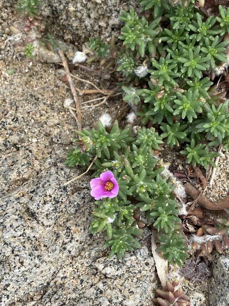 Portulaca almeviae