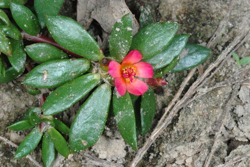 Paraguayan Purslane photo 4