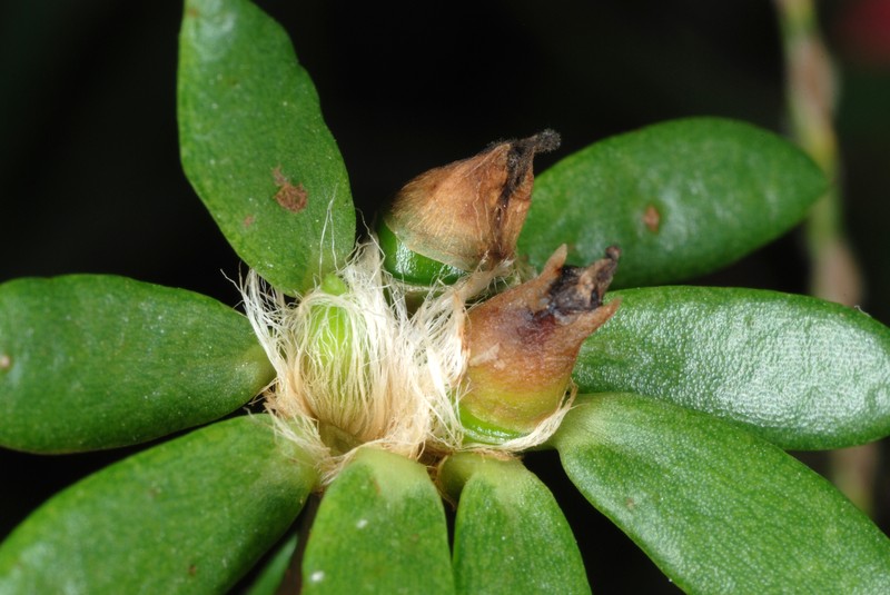 Paraguayan Purslane photo 5