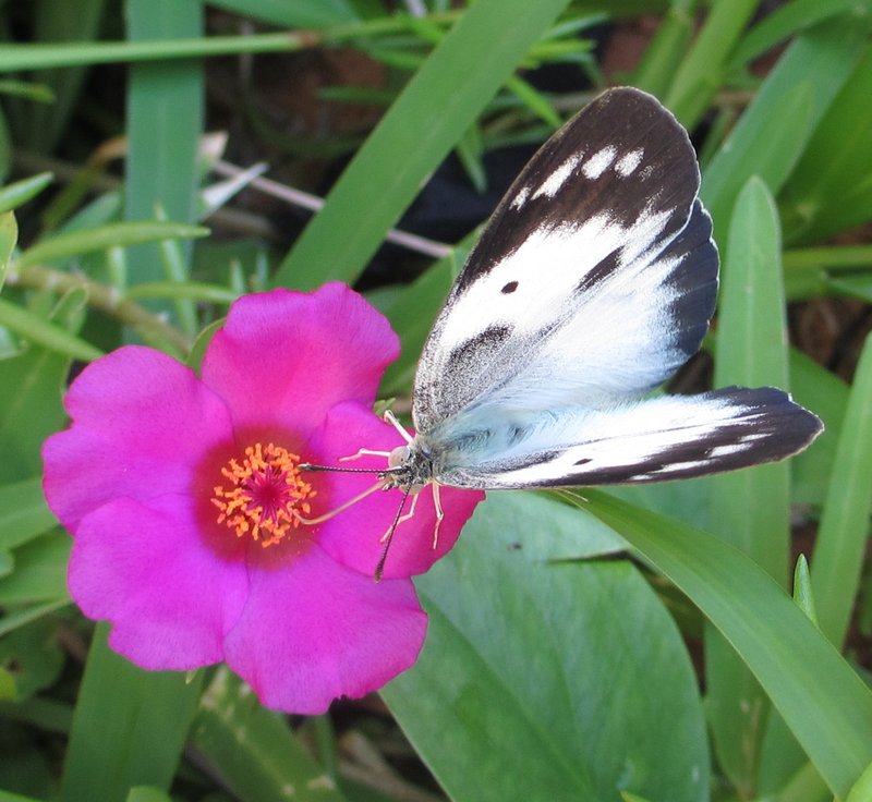 Paraguayan Purslane photo 6
