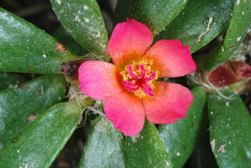 Paraguayan Purslane photo 2