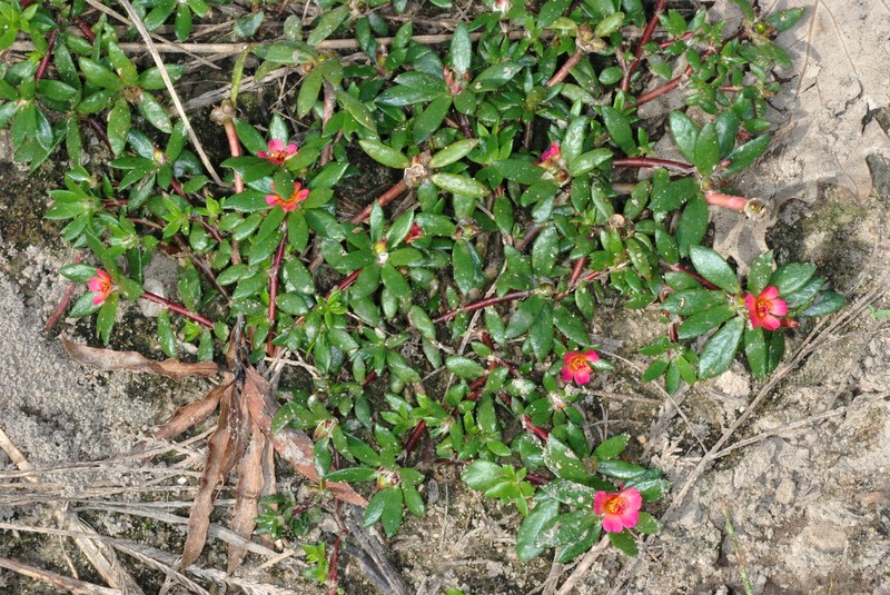 Paraguayan Purslane photo 3