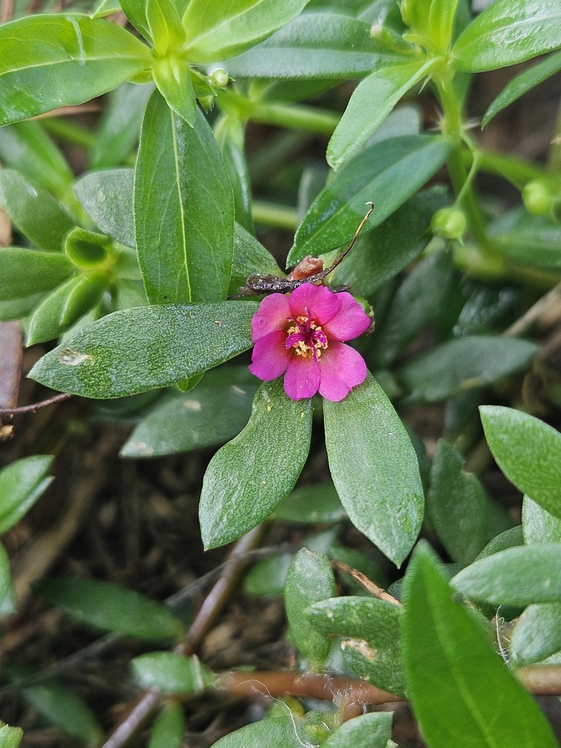 Paraguayan Purslane photo 7