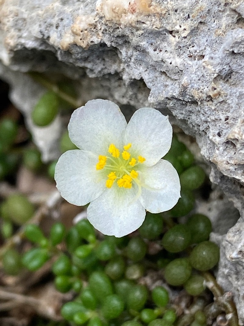 Puerto Rico Purslane
