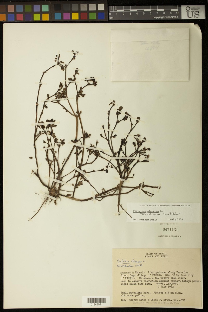 Portulaca daninii