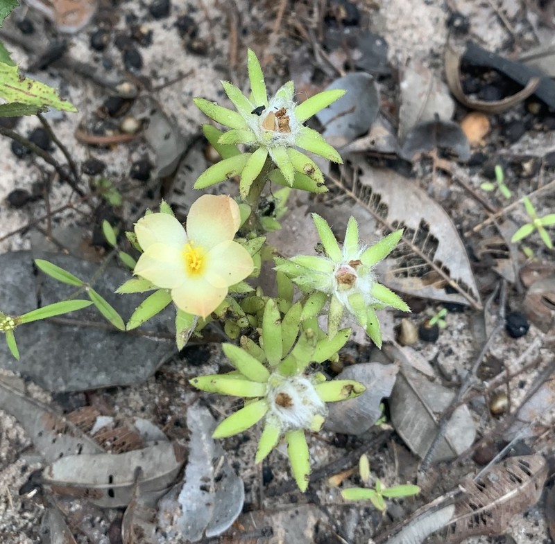 Portulaca giuliettiae