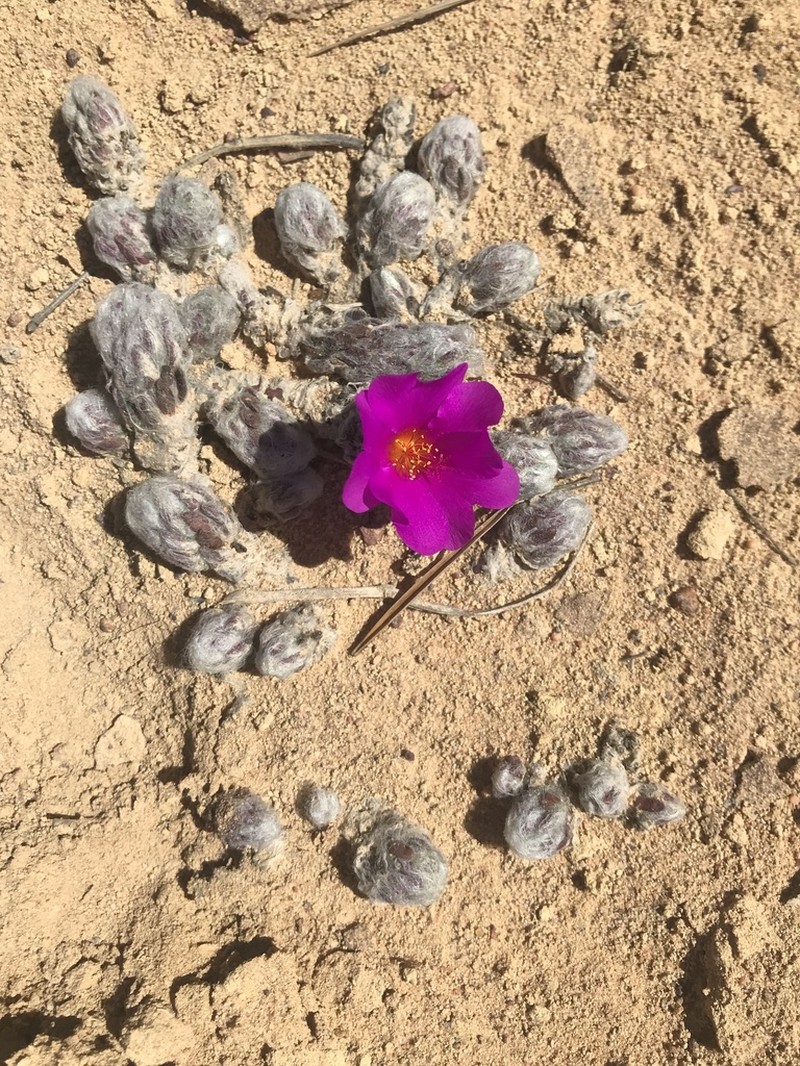 Portulaca giuliettiae photo 2