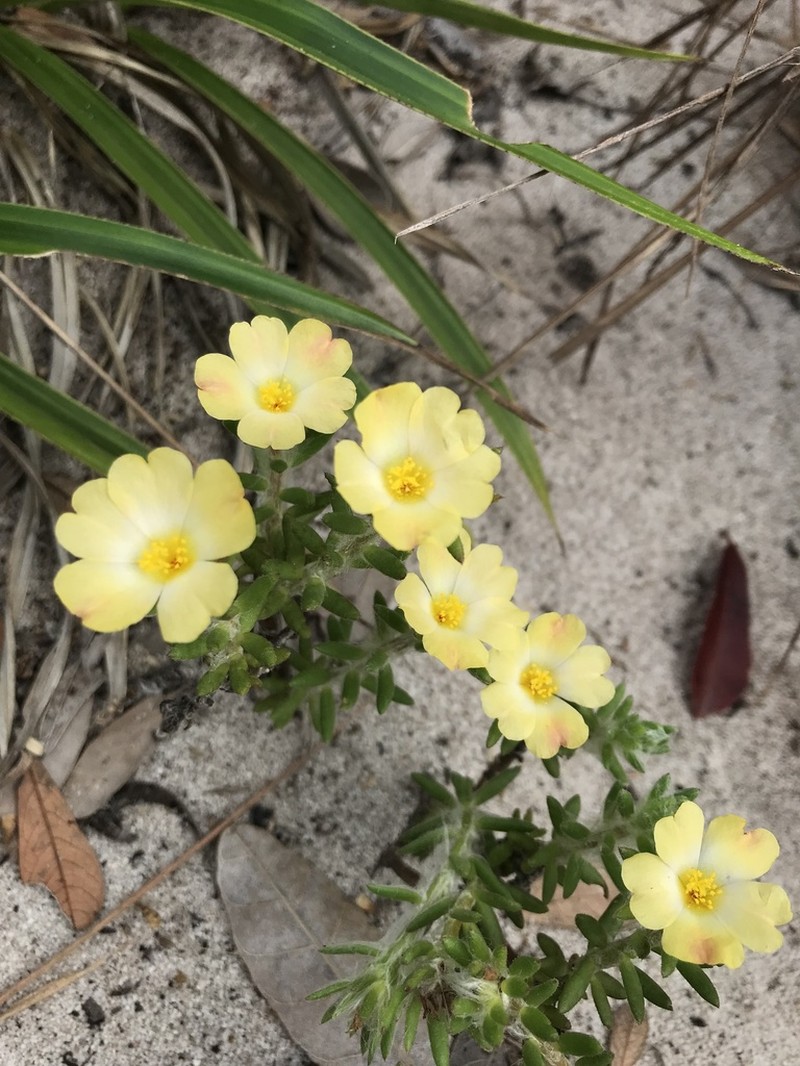 Portulaca giuliettiae photo 3