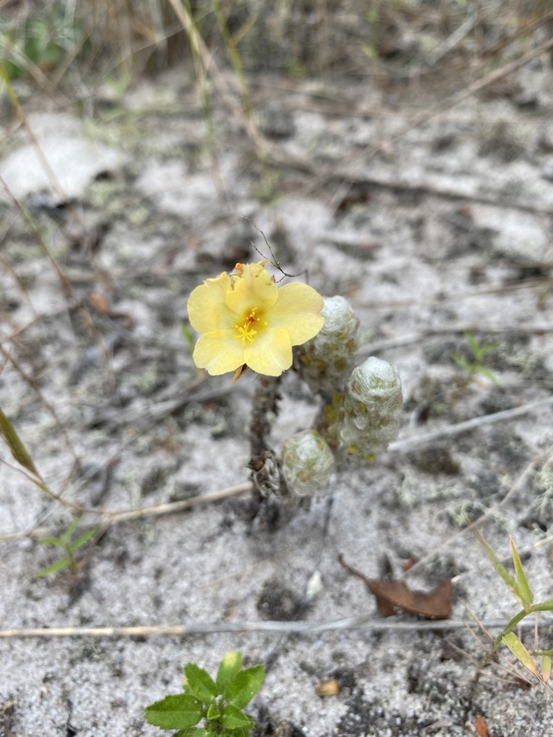 Portulaca giuliettiae photo 4
