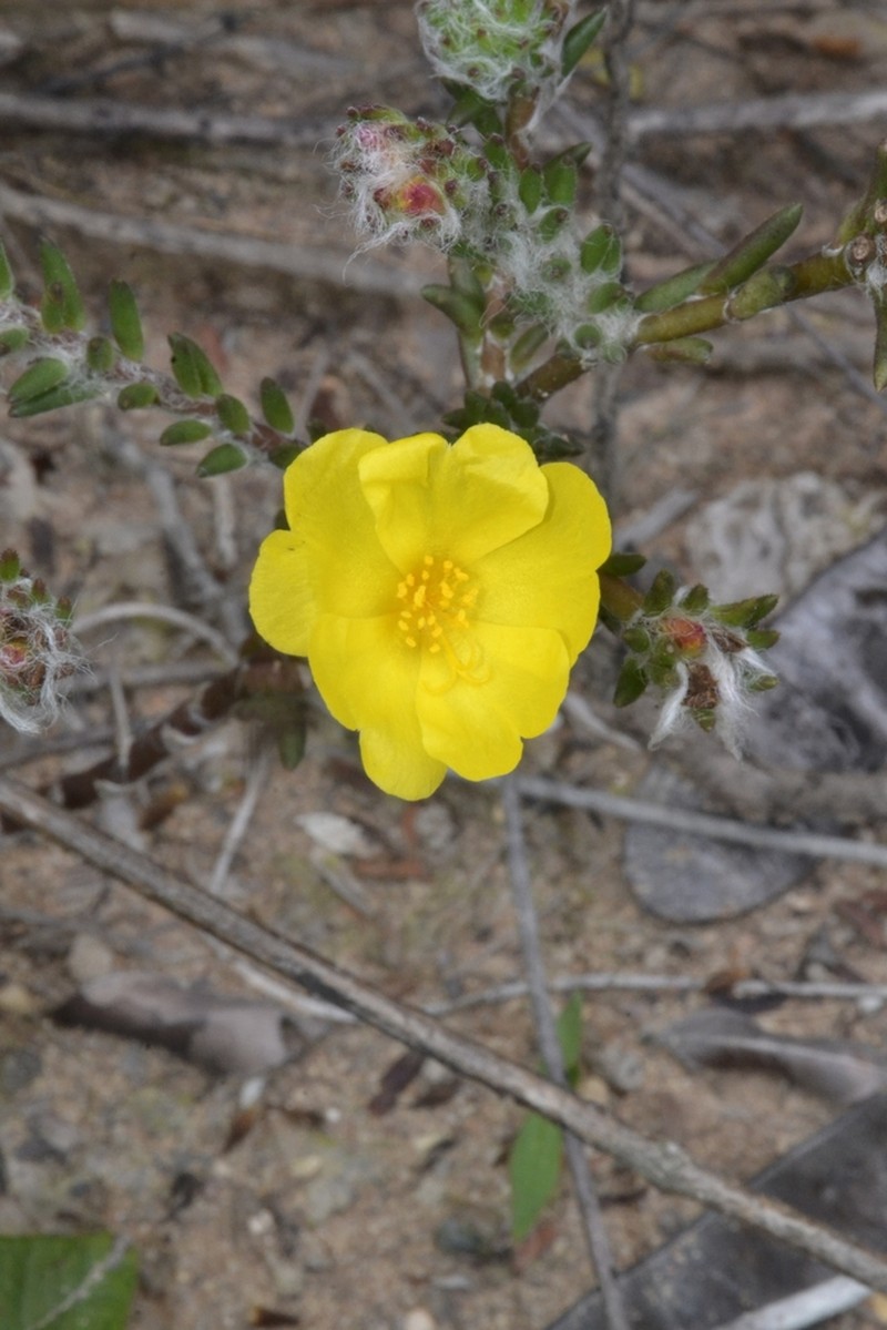 Portulaca giuliettiae photo 5