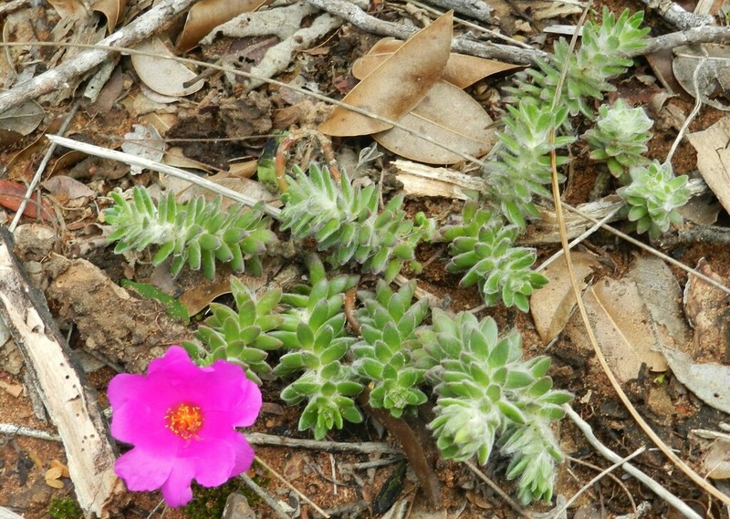 Portulaca giuliettiae photo 6