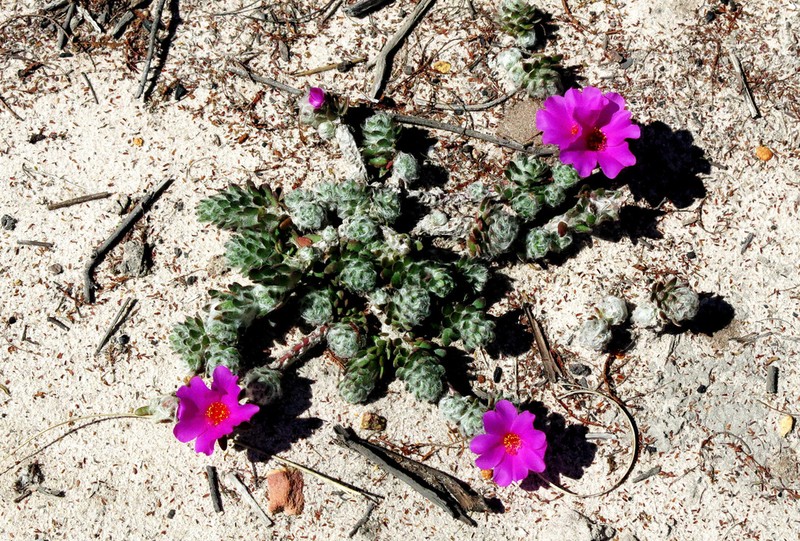 Portulaca giuliettiae photo 7
