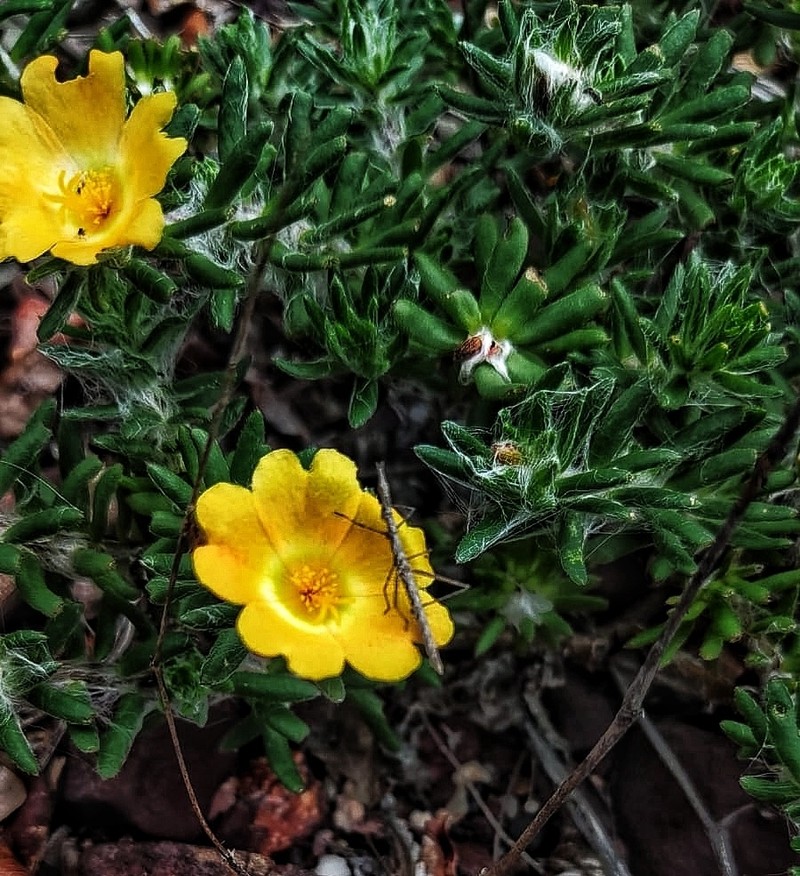 Portulaca giuliettiae photo 8