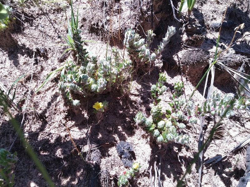 Portulaca goiasensis