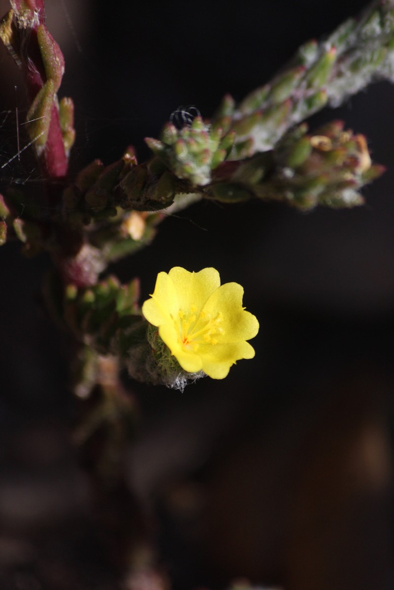 Portulaca goiasensis photo 2