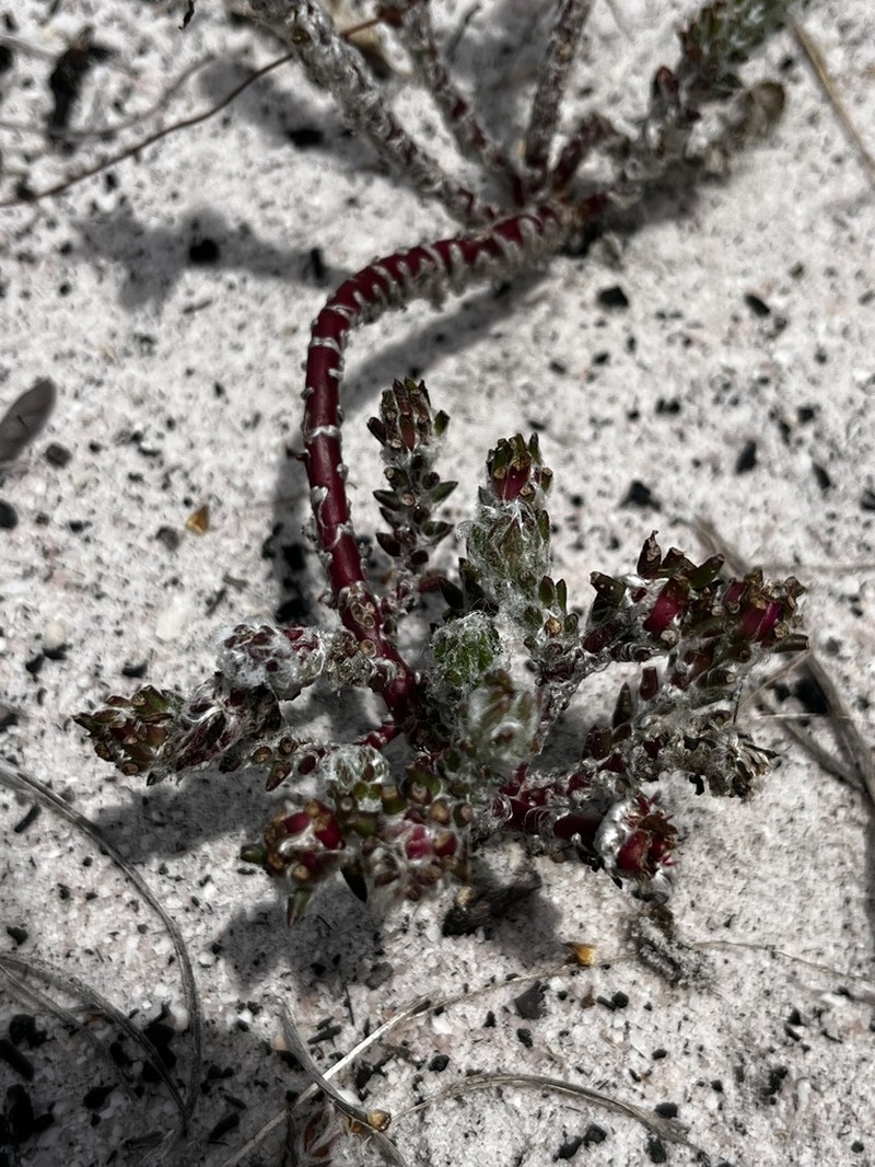 Portulaca goiasensis photo 3