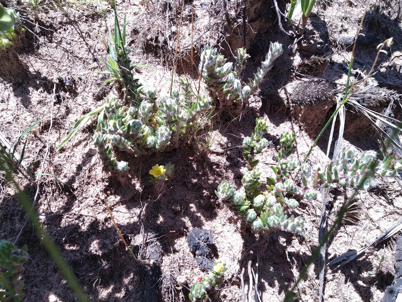 Portulaca goiasensis photo 4