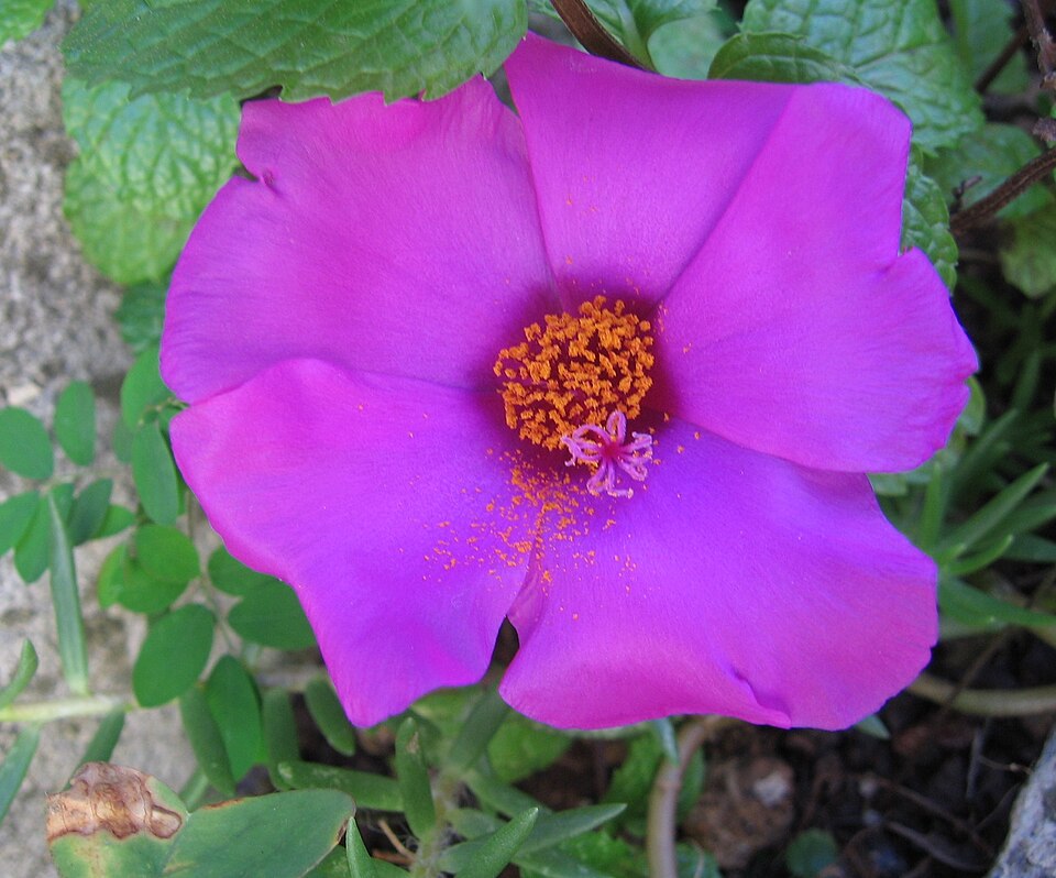 Rose Moss photo 4