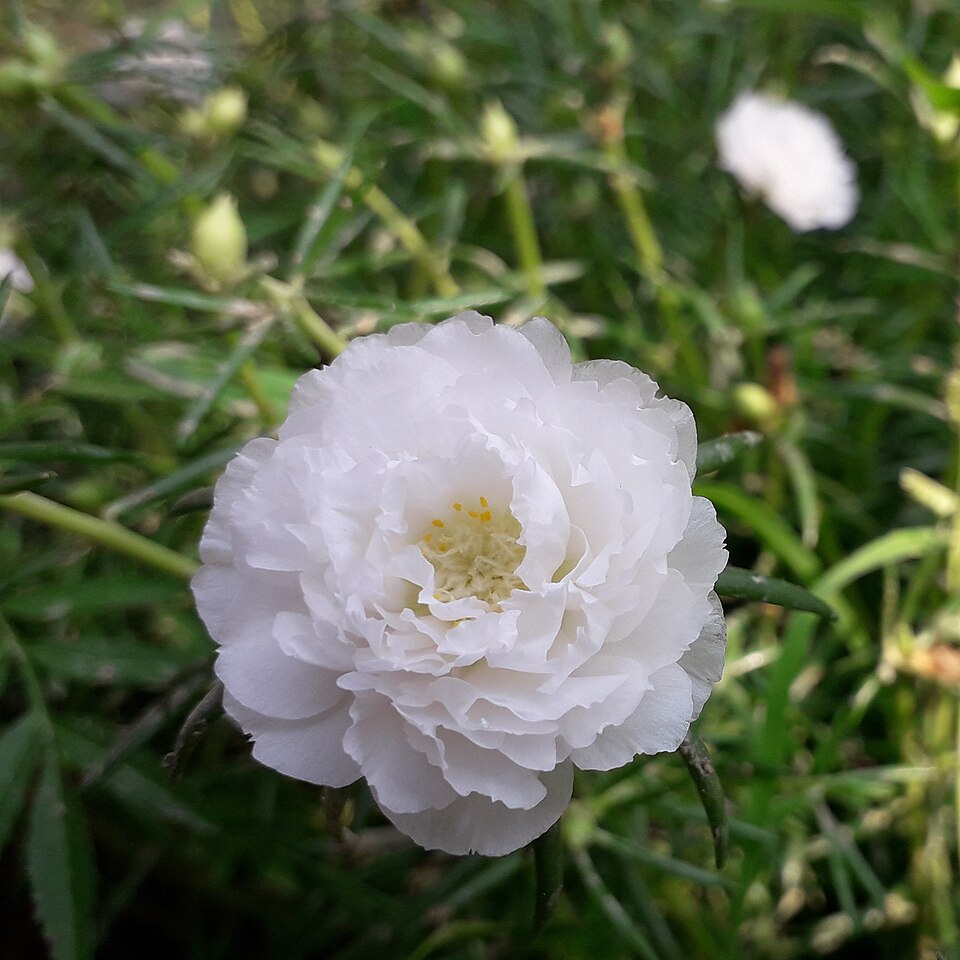 Rose Moss