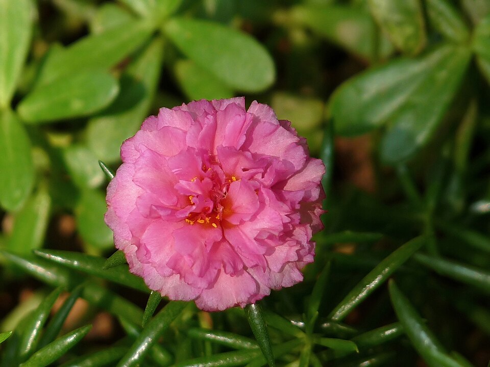 Rose Moss photo 5
