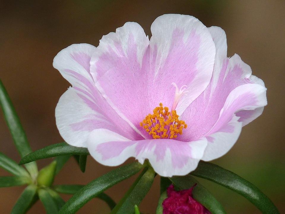 Rose Moss photo 6