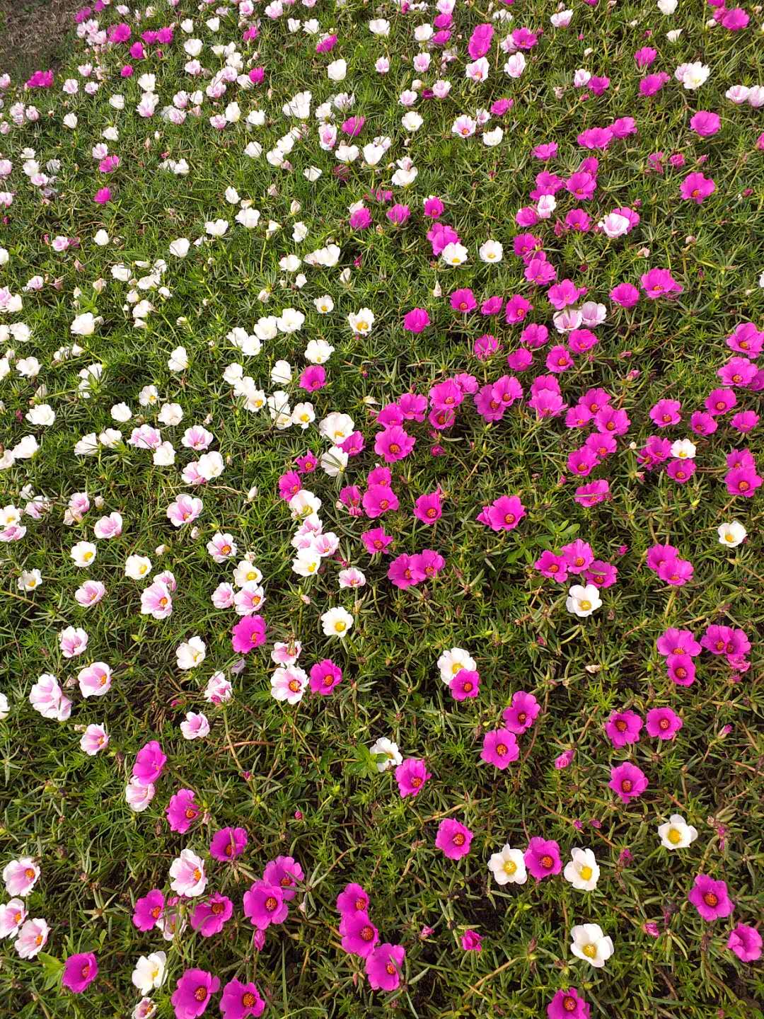 Rose Moss photo 7