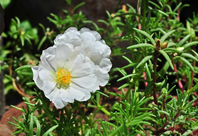 Rose Moss photo 2