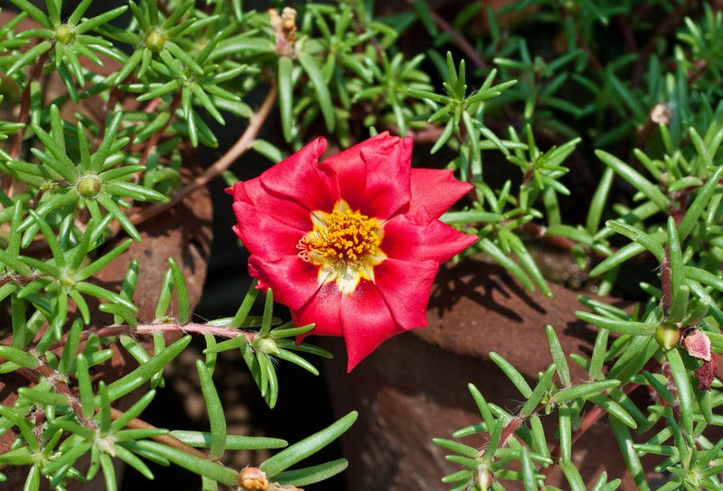 Rose Moss photo 3