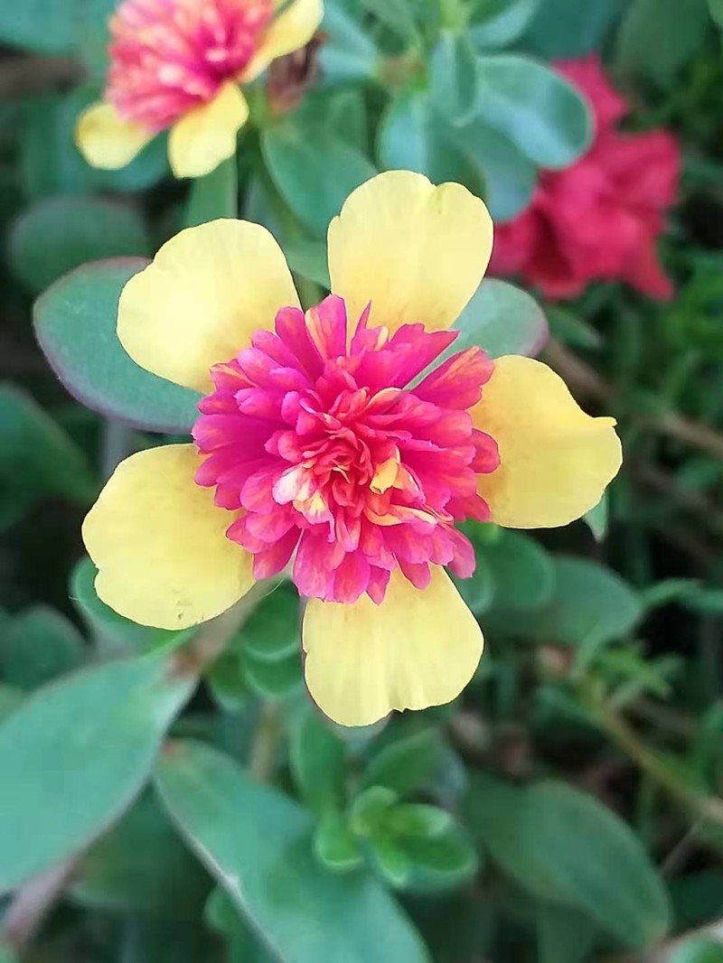 Rose Moss photo 8
