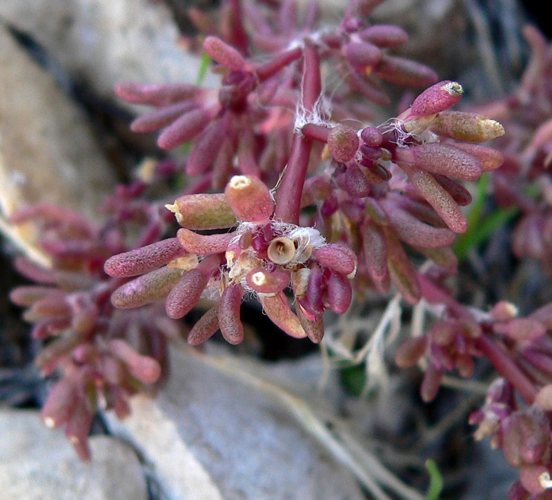Silkcotton Purslane